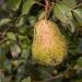 Pear and Apple Rust Disease