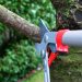 Principles of Pruning Fruit Trees