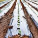 Importance and Application of Plastic Mulch in Agriculture and Horticulture