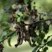 بیماری آتشک و روش های مبارزه و کنترل آن (Fire blight)