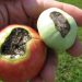 Calcium Deficiency in Plants