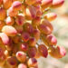 Performance of Beniz crops in pistachio model garden