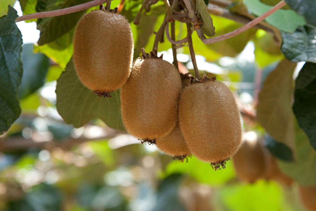 عملکرد محصولات بنیز نهاده در باغ کیوی استان مازندارن