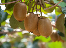 عملکرد محصولات بنیز نهاده در باغ کیوی استان مازندارن
