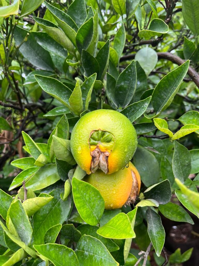 ترک خوردگی نارنگی